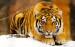 siberian-snow-tiger-free_wallpapers